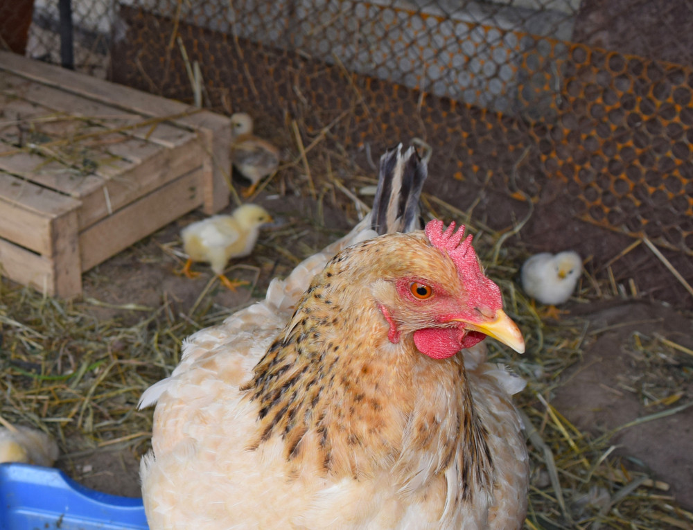 custom-chicken-coops  